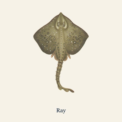 Ray Wing, 1 large wing