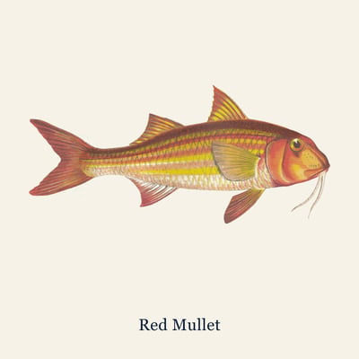 Red Mullet, Small