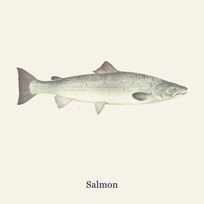 Salmon, Farmed, 4 portions