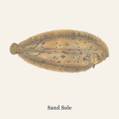 Sand Sole