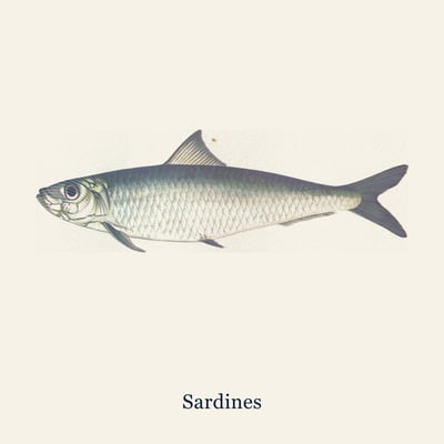 Sardines