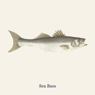 Wild Sea Bass, Large