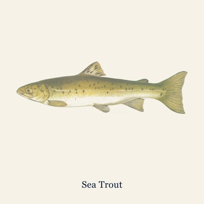 Sea Trout, Farmed