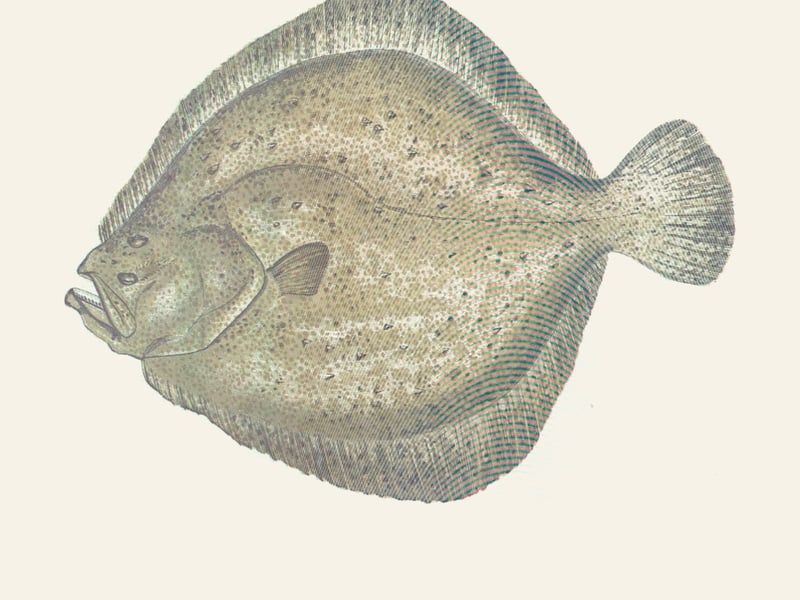 Whole fish and fillets, delivered next day