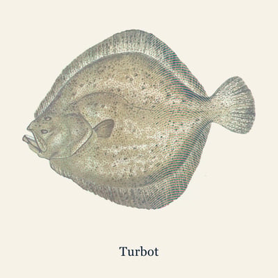 Turbot Fillet Portions, 2 portions