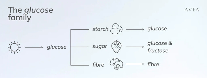 glucose family