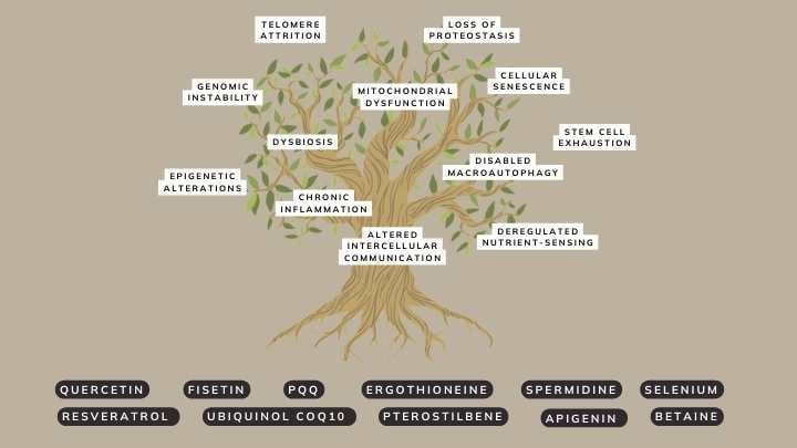 hallmarks of ageing