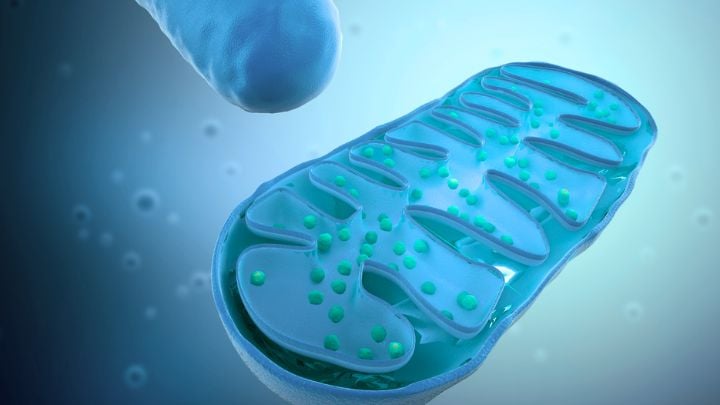 mitochondrial health; mitochondria
