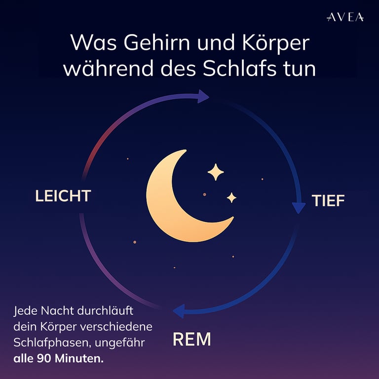 was gehirn und körper während des schlafs tun