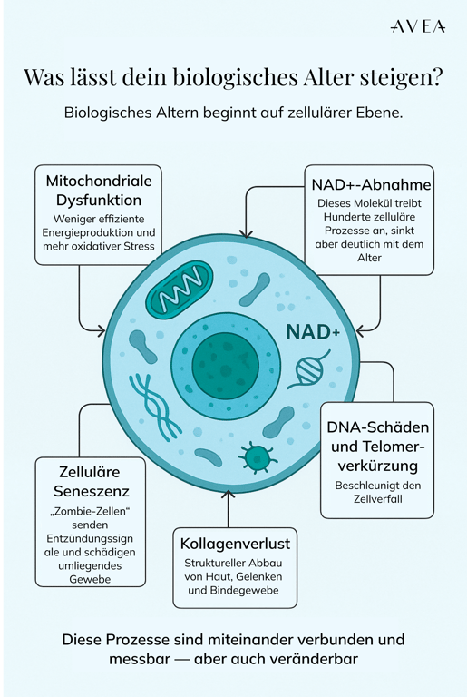 biologische Alter