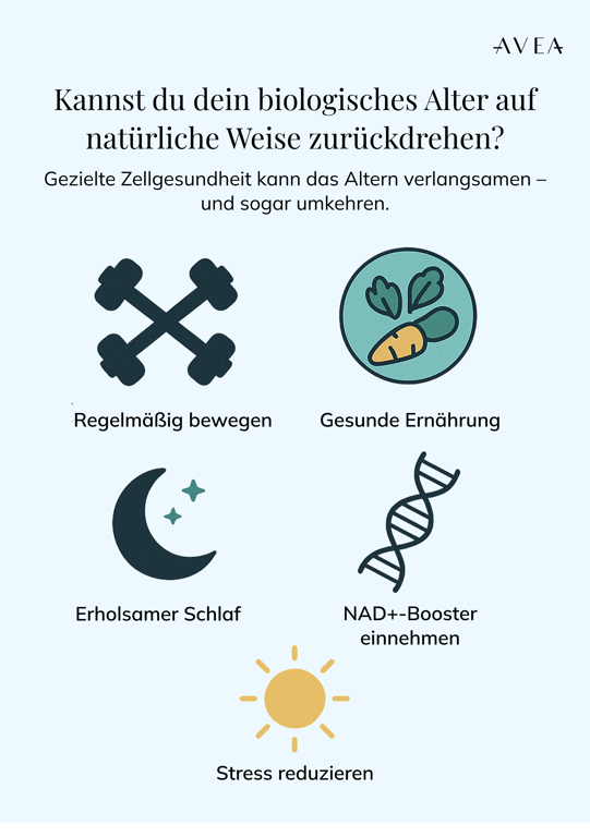 Kann man das biologische Alter auf natürliche Weise reduzieren