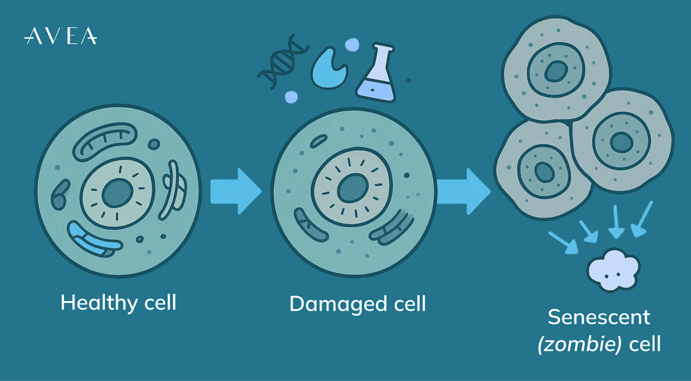 Zombie Cells