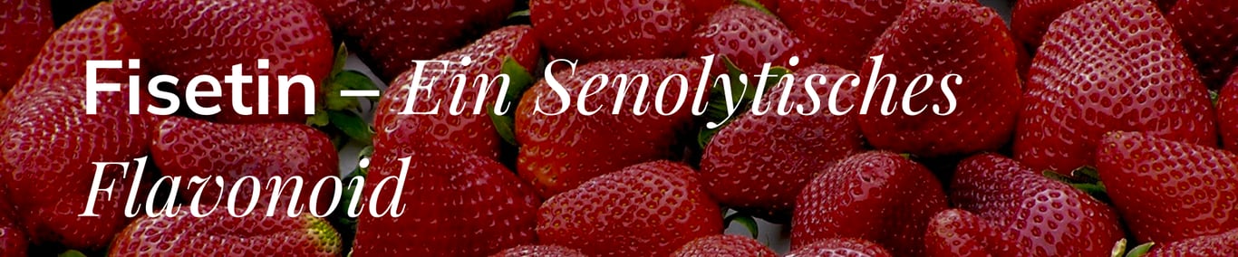 Fiestin - Ein Senolytisches Flavonoid