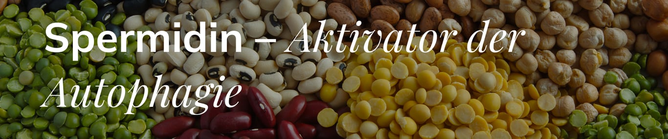 Spermidin - Aktivator der Autophagie