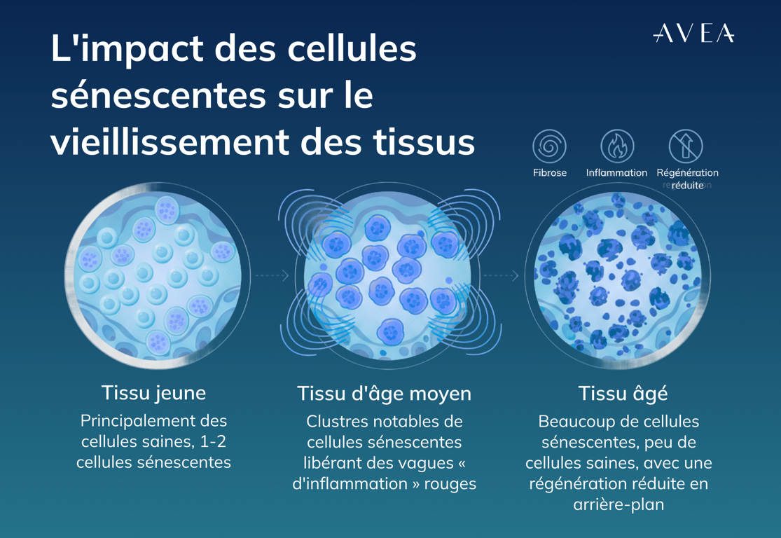 Pourquoi les cellules sénescentes accélèrent le vieillissement
