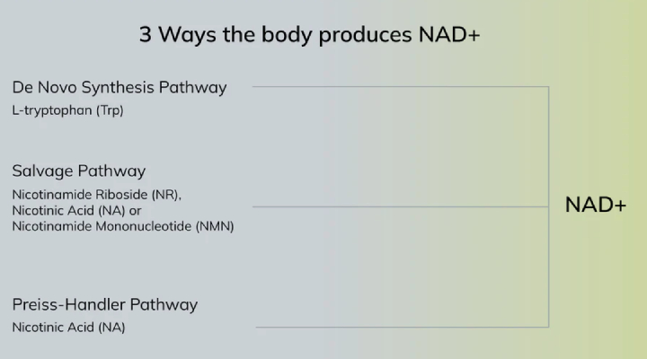 What is NR, and how does it work?