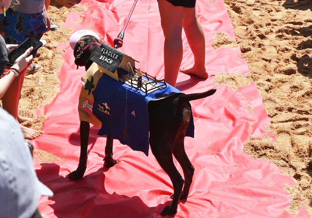 dog costume contest flagler beach