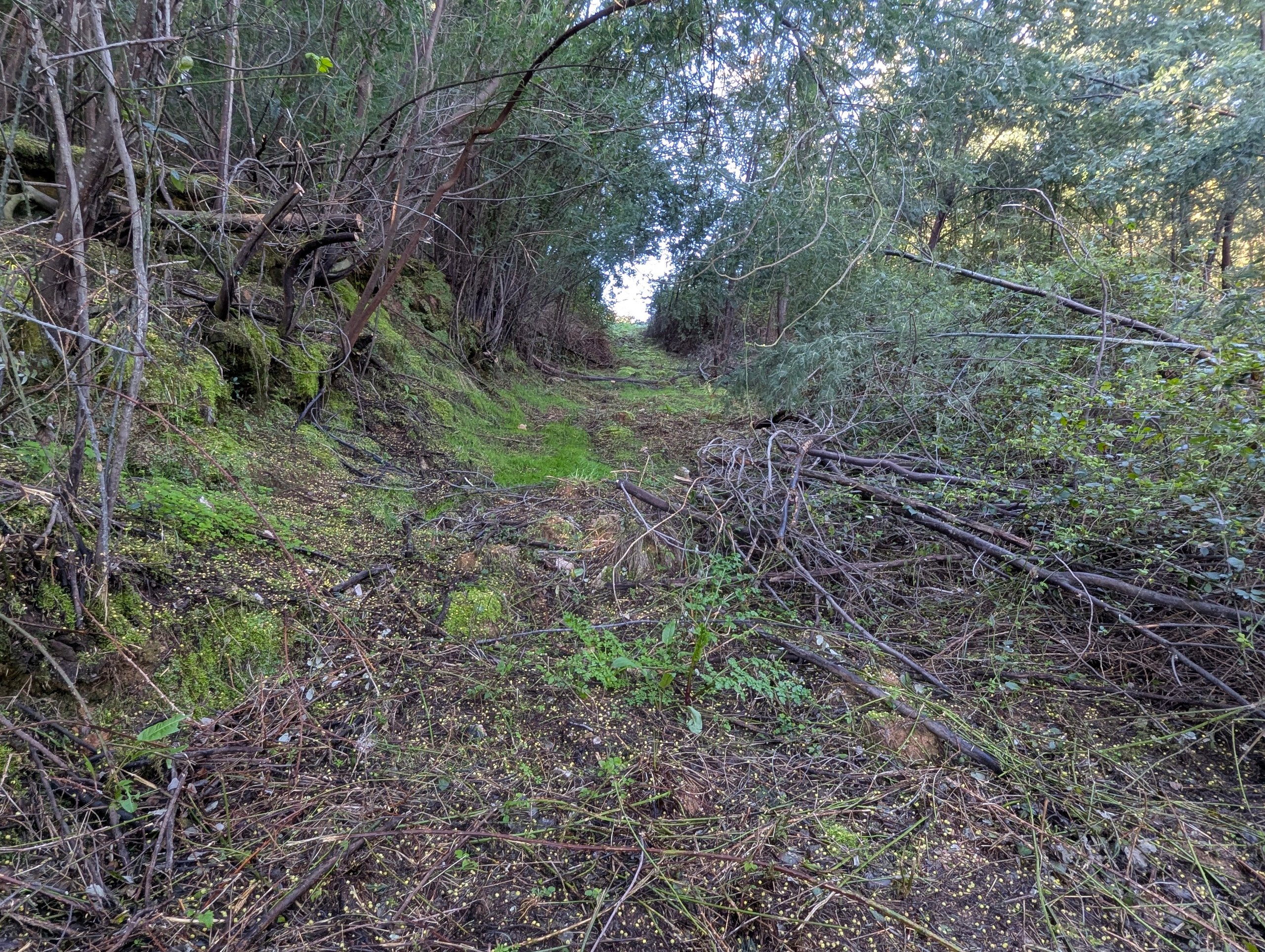 Survival Forest