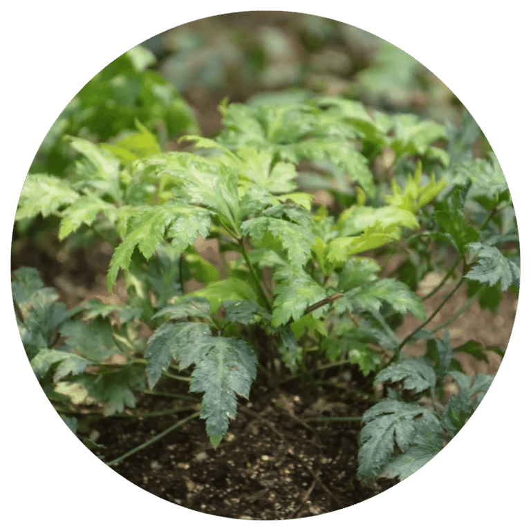 Close-up of green leafy plants