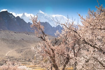 Discover Gilgit Baltistan in Spring Blossom Season