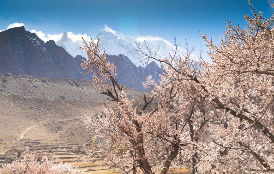 Discover Gilgit Baltistan in Spring Blossom Season