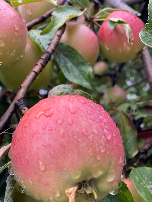 11 Days Majestic Tour of Skardu, Hunza FMW