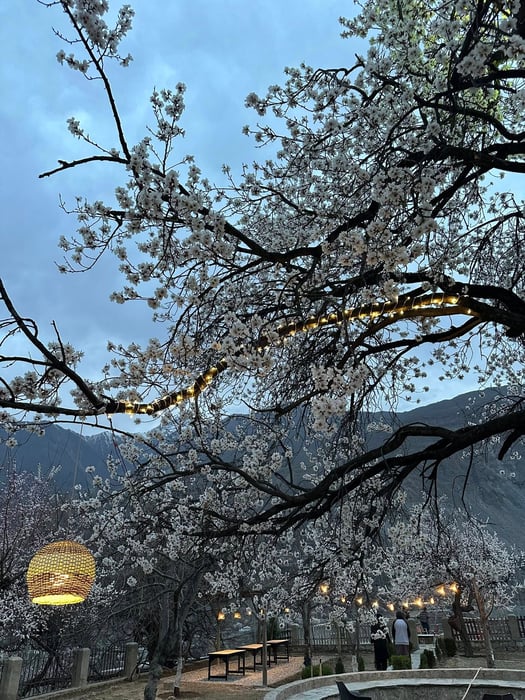 8-Day Hunza, Naltar & Besham Tour