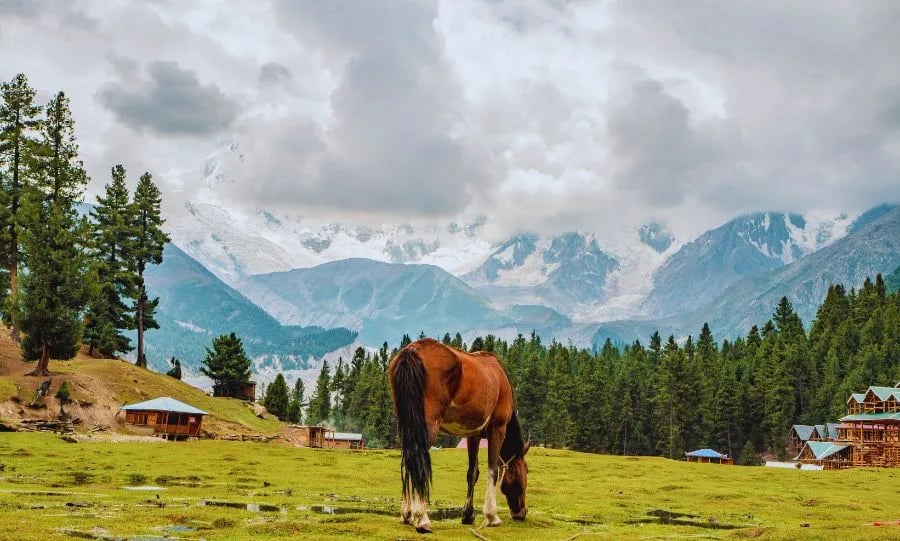 08 Days Islamabad, Hunza & Fairy Meadows Tour