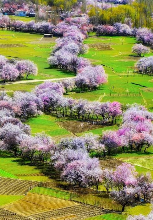 Skardu and Hunza Spring Blossom Tour