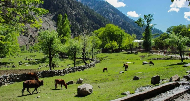 10 Days Shandur Polo Festival Cultural Tour