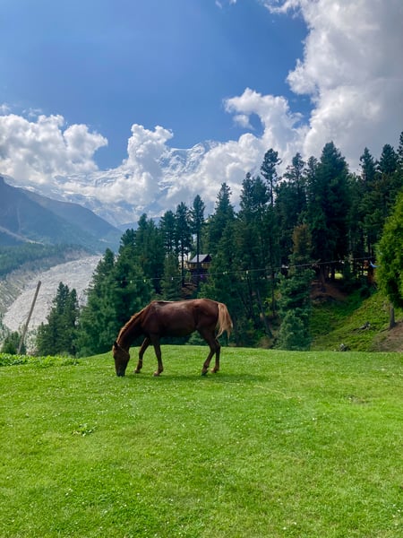 Nanga Parbat Base Camp and Fairy Meadows Trek