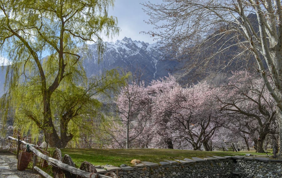 Discover Gilgit Baltistan in Spring Blossom Season