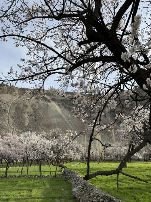 8-Day Hunza, Naltar & Besham Tour