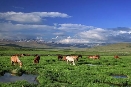 Visit to Deosai - The Land of Giants