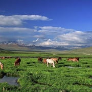 Visit to Deosai - The Land of Giants