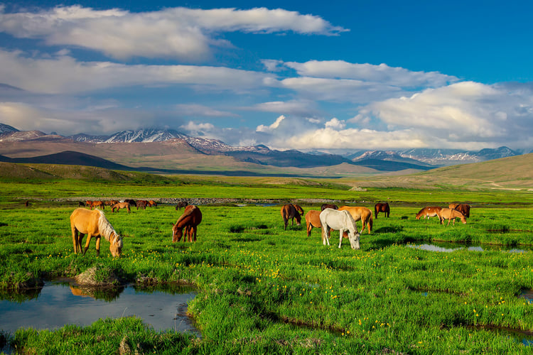 10-Day Northern Tour: Fairy Meadows, Hunza & Skardu