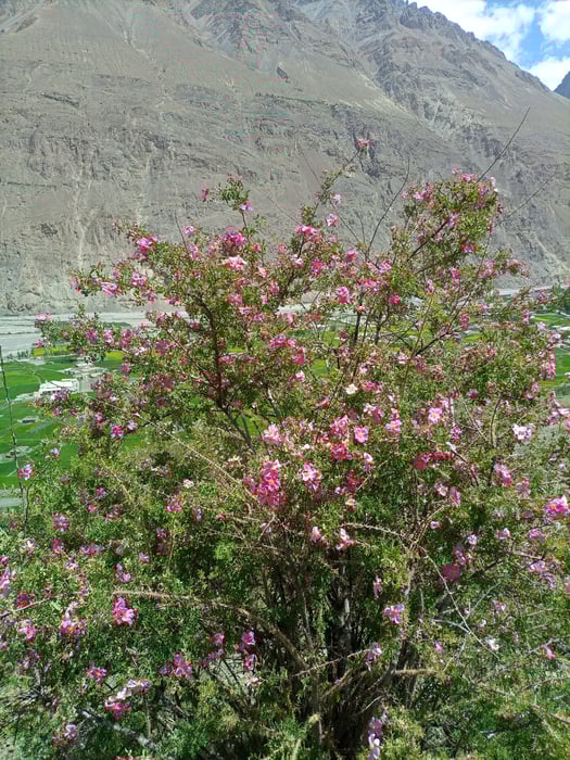 Shimshal Pass Trek & Minglik Sar 6050m Climbing