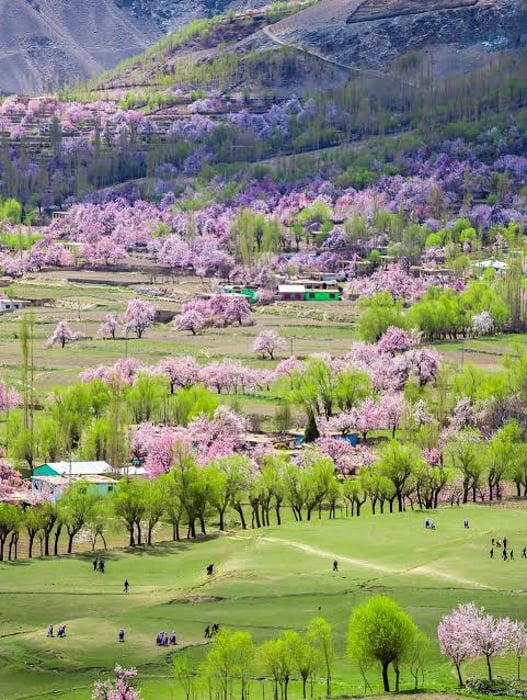 Skardu and Hunza Spring Blossom Tour
