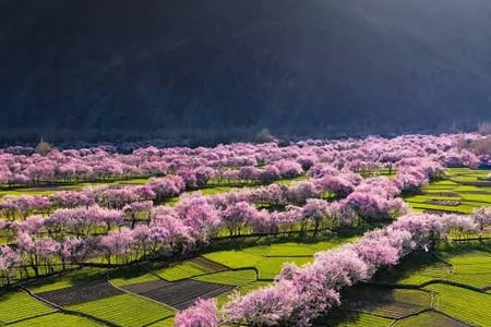 Skardu and Hunza Spring Blossom Tour