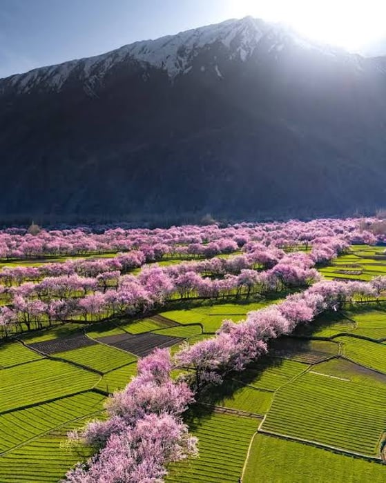 Skardu and Hunza Spring Blossom Tour