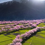 Skardu and Hunza Spring Blossom Tour