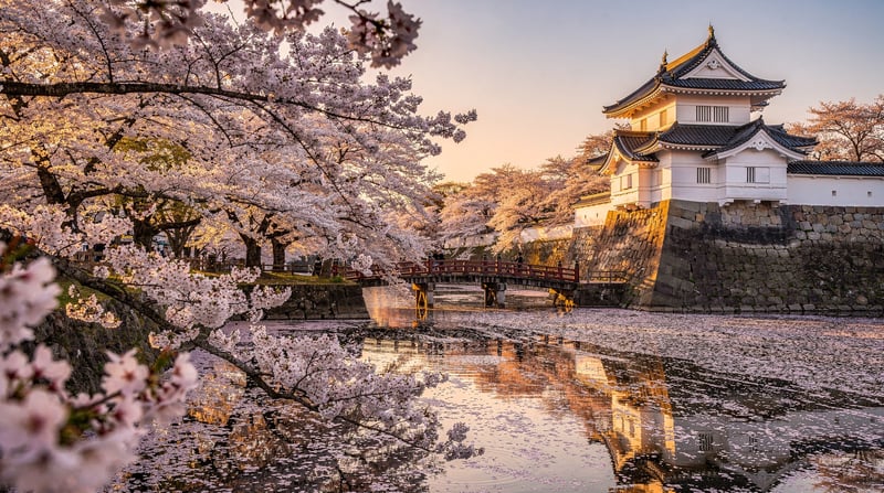 Japan Cherry Blossom Season: The Complete Hanami Guide