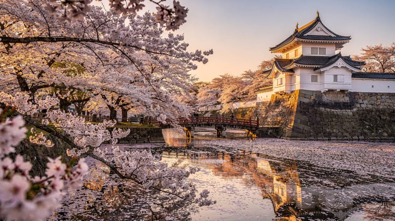 Japan Cherry Blossom Season: The Complete Hanami Guide