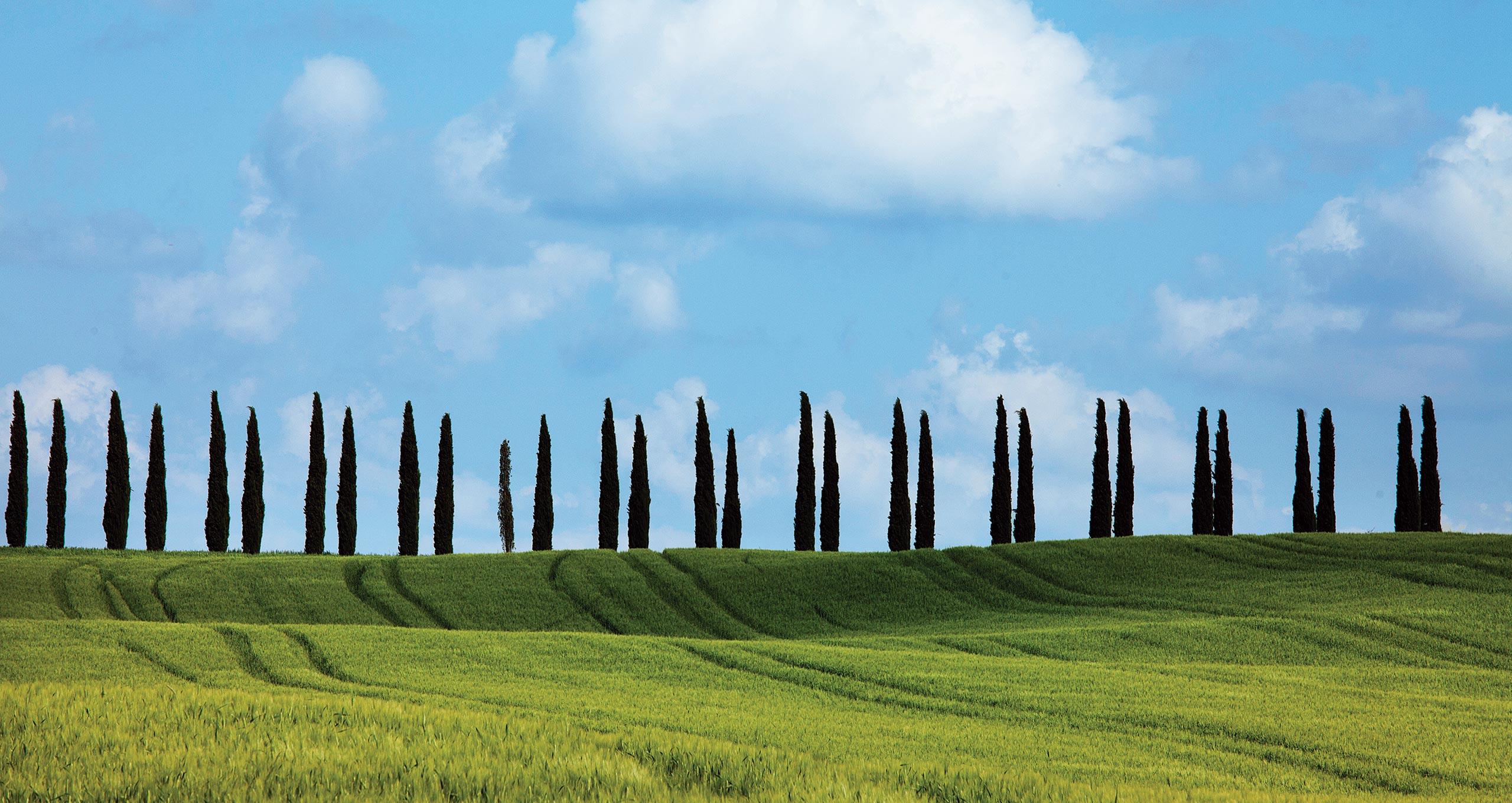 Field of grass with Italian Cypress trees in a row at top of the hill in Ideas of Order Magazine
