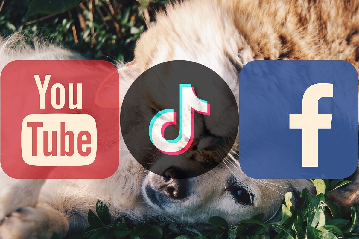 YouTube’a hayvan istismarı sebebiyle dava açıldı 67 12 9