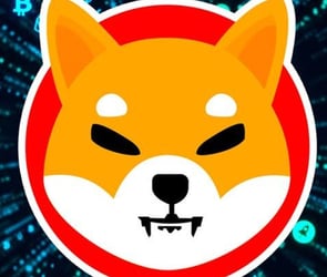 shiba