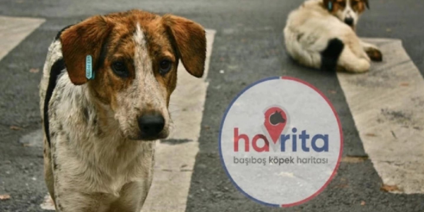 Başıboş köpek haritası Havrita nedir? Havrita neden tartışılıyor? 65 Havrita