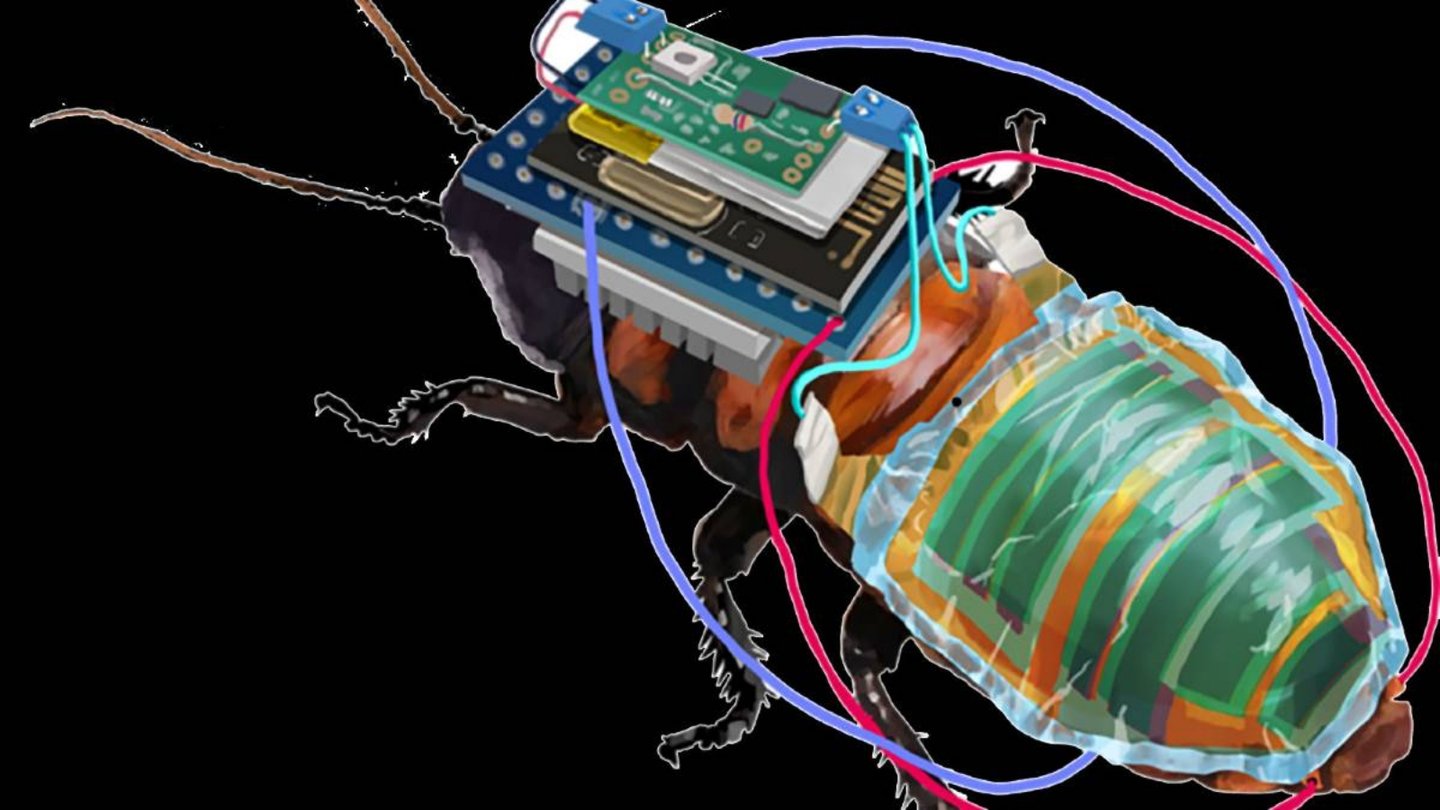 Cyborg adında hamam böceği üretildi 65 Cyborg adında hamam böceği üretildi
