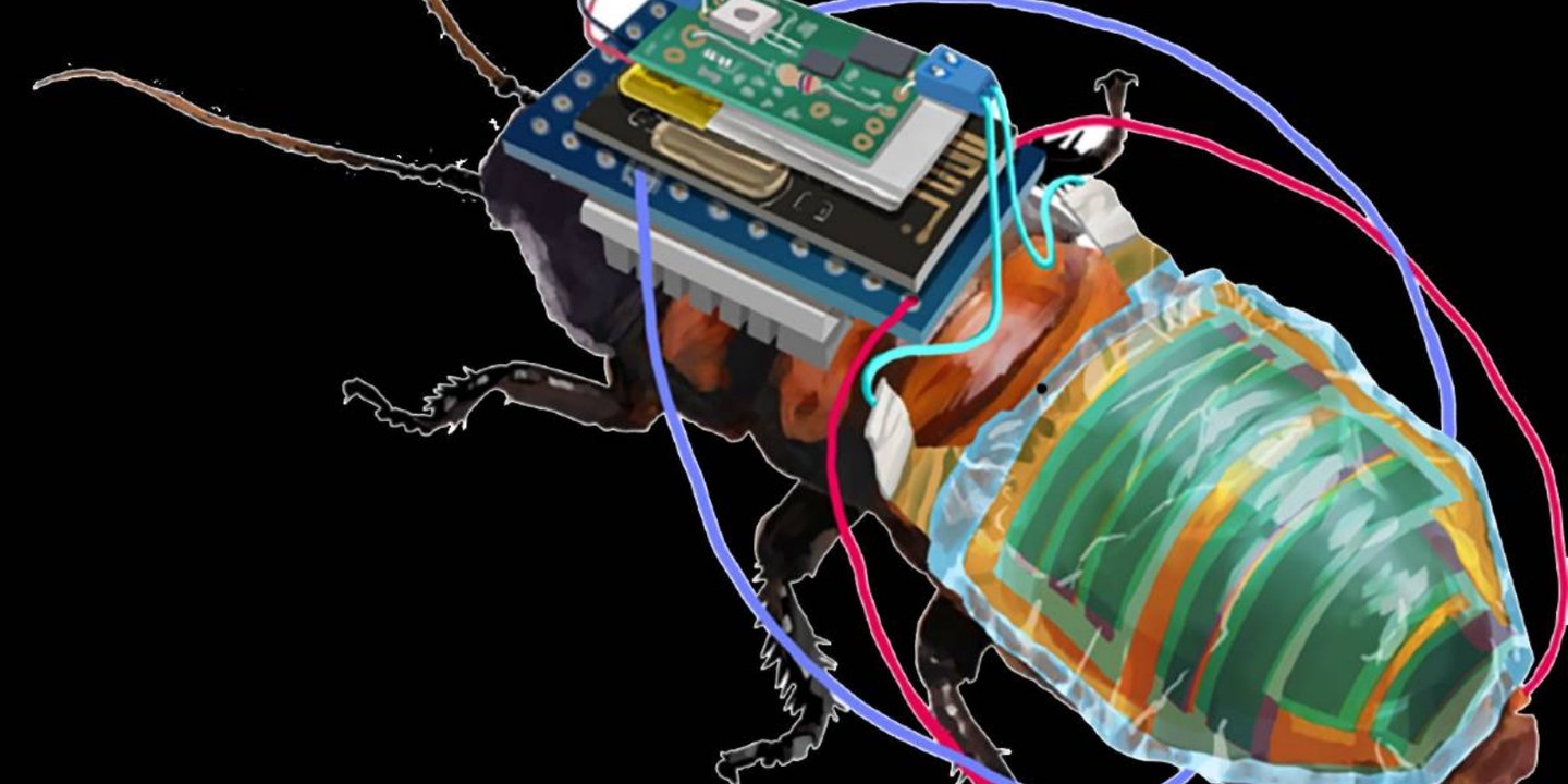 Cyborg adında hamam böceği üretildi 1 Cyborg adında hamam böceği üretildi