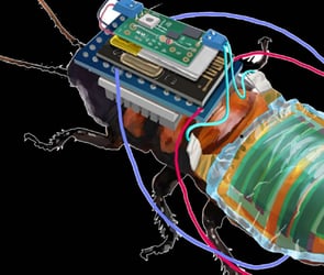 Cyborg adında hamam böceği üretildi